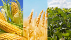 Por mayor produccin y menor consumo aumentan los stocks mundiales de soja, maz y trigo