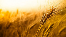 El trigo se impone con ganancias