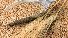 Jornada de fuertes prdidas para el trigo, luego de que se disiparan dudas sobre las exportaciones de Rusia