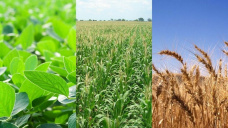 Comienzo de semana con escasas variaciones para los commodities agrícolas
