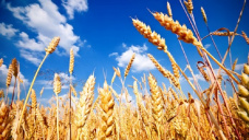 Mientras la soja y el maz retroceden, el trigo acumula ganancias