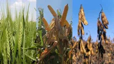 Los granos se recuperaron en la última rueda de la semana