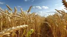 El trigo se destac en los avances, mientras que la soja y maz se mantuvieron firmes