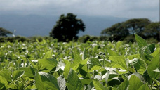 Datos alentadores vinculados a la demanda en EE.UU. impulsaron una recuperacin para la soja