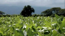 Datos alentadores vinculados a la demanda en EE.UU. impulsaron una recuperación para la soja