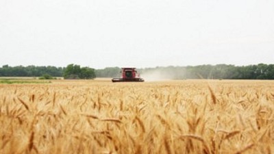 El Trigo redujo su superficie de cosecha en 100 mil hectáreas