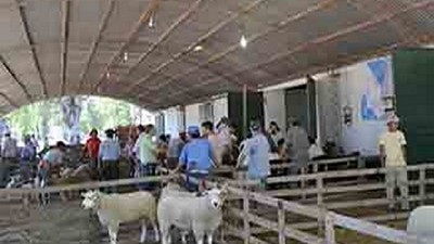 La fiesta ovina de la Patagonia se prepara