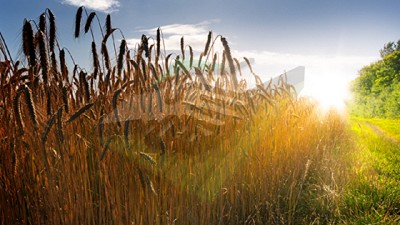 Clima: Ansiedad por el cambio del patrón pluvial - Agrositio