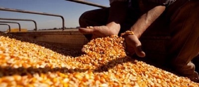 Toneladas en exceso o demanda consumiendo, que hable el USDA; por Celina Mesquida