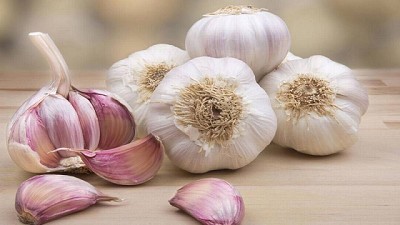 Aspectos técnicos a tener en cuenta en la plantación de ajo