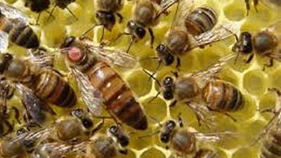 Agroindustria potencia la apicultura Argentina