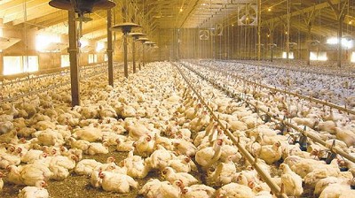 Los pollos son cada vez más grandes, pero también más duros de masticar