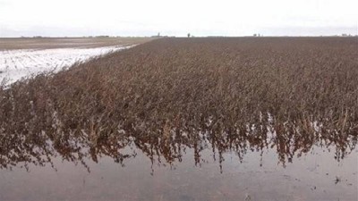 Zona núcleo: alertan que la cosecha es la más difícil de la historia