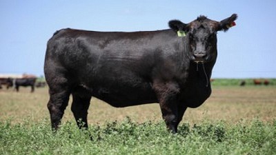En Mayo Angus pisa fuerte en Bolivar