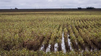 Radio: En el sur de Entre Ríos se prevén rindes con calidad de sólo 12 qq/Há; con A. Risso