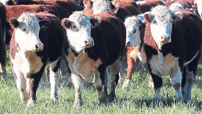 La Argentina está otra vez en la mira del mundo de la carne