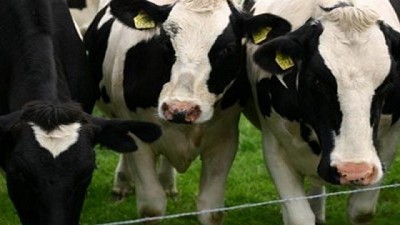 FAA: Crisis lechera pone en riesgo a 3.000 tambos del país