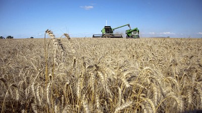 Los productores deberán declarar información de la semilla sembrada de trigo