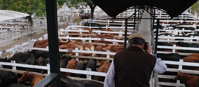 El Senasa facilita a los productores tramitar por internet los movimientos de animales