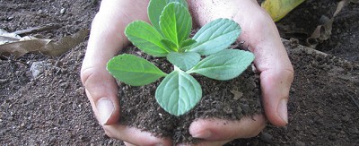 Feria agroecológica de San Luis