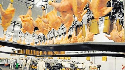 Por caída de las exportaciones, grupo brasileño decide reducir personal en frigorífico avícola