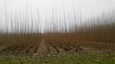 Se lanzó la XI Feria Forestal Argentina en Posadas