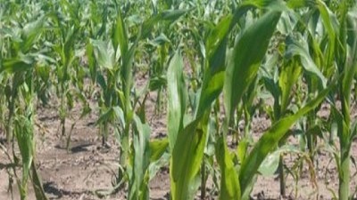 El maíz se agranda en área y tecnología - GEA - BCR