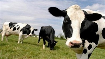 Confusión con los precios de lácteos