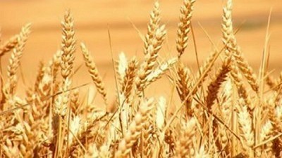 Por las lluvias se reducen nuevamente las proyecciones de siembra para el Trigo