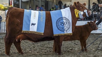 Angus ya tiene su Gran Campeón Hembra de Palermo