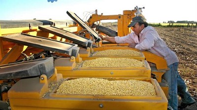 El Gobierno presentó su proyecto de semillas y más del 60% de la soja pagaría un canon