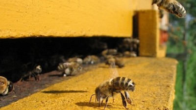 Senasa realizó en Formosa jornadas sobre sanidad apícola