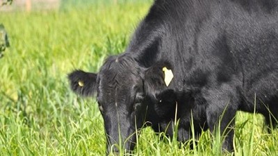 La sanidad animal, prioridad en la agenda de la Provincia de Buenos Aires