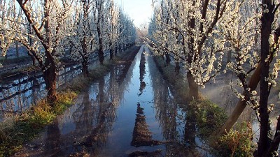 Lloviznas y heladas dañaron la producción frutihortícola en Chaco