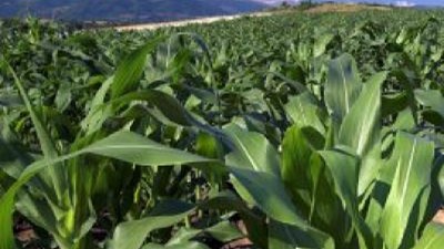 Inquietante espera para el maíz por frío y falta de agua 