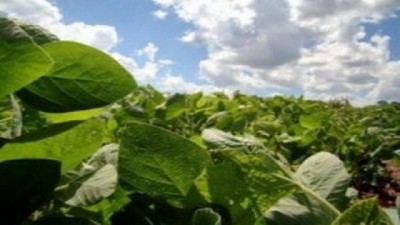 Cayó un 16,9% la exportación argentina de soja a China