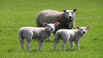 Apoyo a productores de la Patagonia