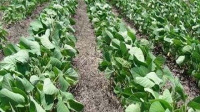 En Córdoba caerá la siembra de soja, pese a ser lo más rentable