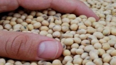 Tras la pelea entre el Gobierno y Monsanto, el sistema Bolsatech ya analizó 40 millones de toneladas de soja