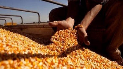 Maíz: China exportaría dos millones de toneladas