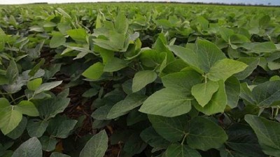 La siembra de soja arrasó con el 50% de avance - GEA - BCR