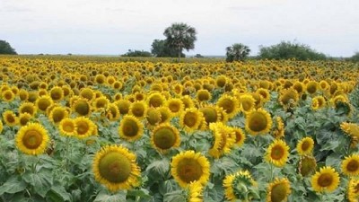 El girasol avanza a paso firme