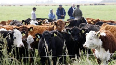 Entrada reducida y de calidad diversa en el Mercado de Liniers