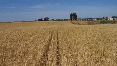 La Bolsa de Cereales lanza un nuevo relevamiento gratuito de la calidad del trigo