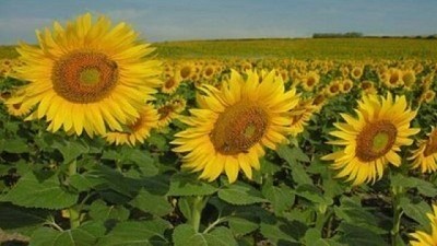 Girasol: Ajustes necesarios para ganar mercados