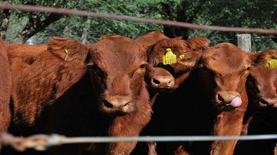 La mesa de las carnes y el Ministerio de Agroindustria trabajan por el desarrollo de la argentina