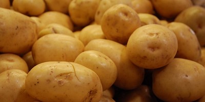 Cae la rentabilidad de los productores de papa