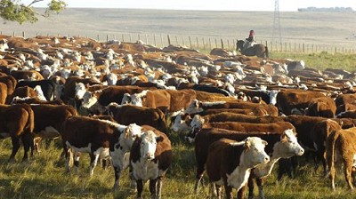 Se mantuvieron estables los precios de la hacienda en el Mercado de Liniers