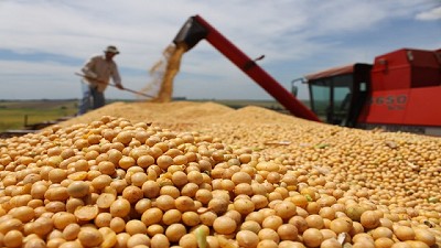 Soja: afirman que 2000 productores incumplieron la ley de semillas