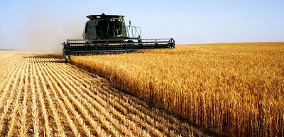 La Sorpresa es el Trigo, por Lorena D Angelo